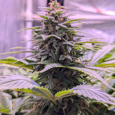 Blueberry #01 growlog timeline photo