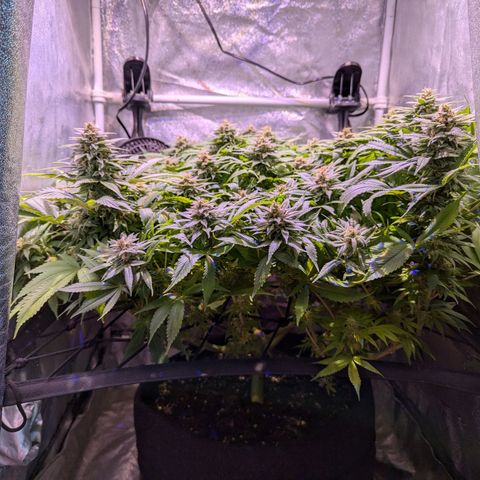 Blueberry #01 growlog timeline photo