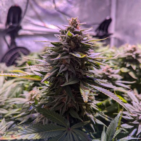 Blueberry #01 growlog timeline photo