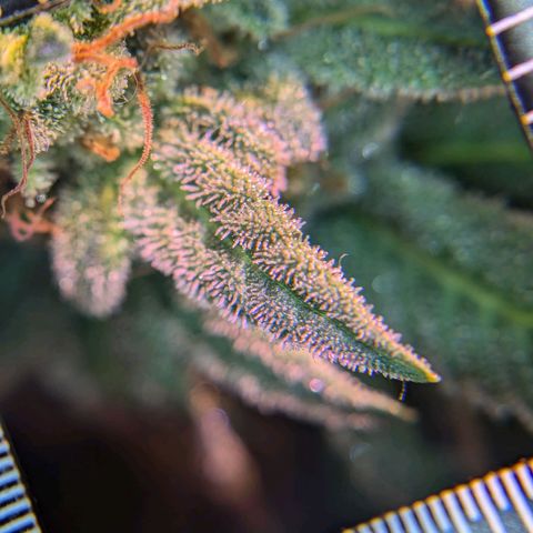 Blueberry #01 growlog timeline photo