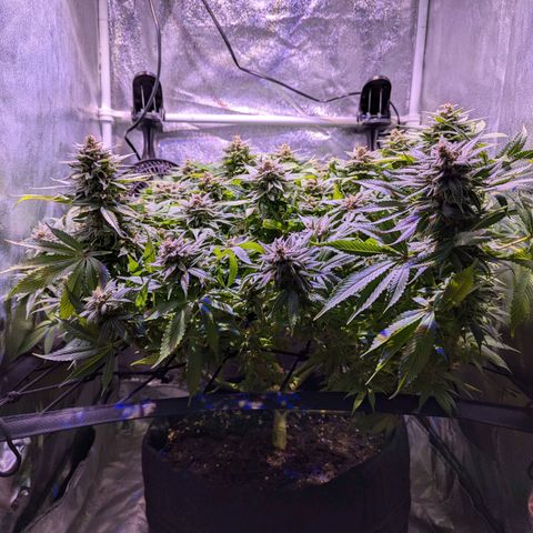 Blueberry #01 growlog timeline photo