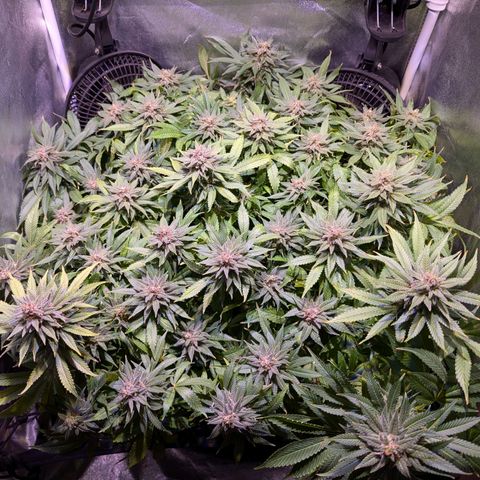 Blueberry #01 growlog timeline photo