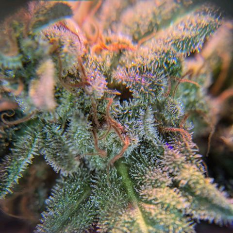Blueberry #01 growlog timeline photo