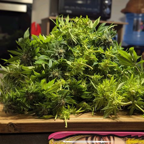 Blueberry #01 growlog photo: Cocechado! En proceso de secado por 10-14 días.