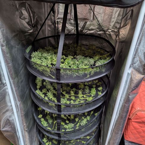 Blueberry #01 growlog photo: Cocechado! En proceso de secado por 10-14 días.
