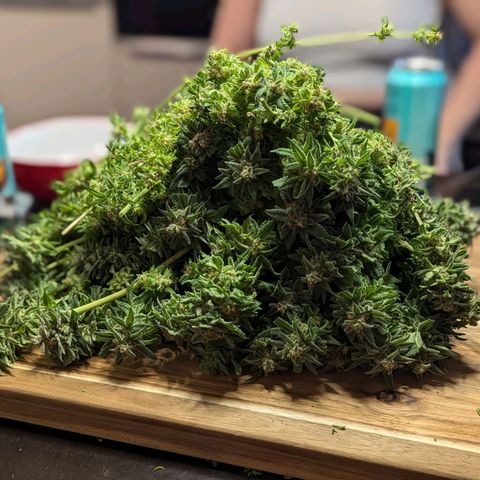 Blueberry #01 growlog photo: Cocechado! En proceso de secado por 10-14 días.