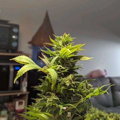 Blueberry #01 growlog photo: Cocechado! En proceso de secado por 10-14 días.