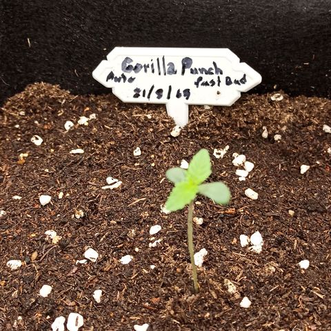 Gorilla Punch Auto growlog timeline photo