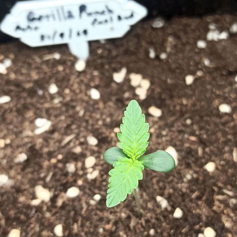 Gorilla Punch Auto growlog timeline photo