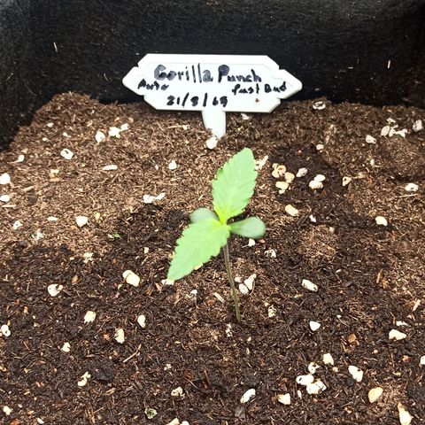 Gorilla Punch Auto growlog timeline photo