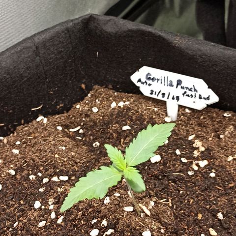 Gorilla Punch Auto growlog timeline photo