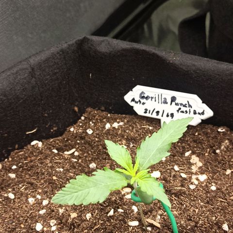 Gorilla Punch Auto growlog timeline photo