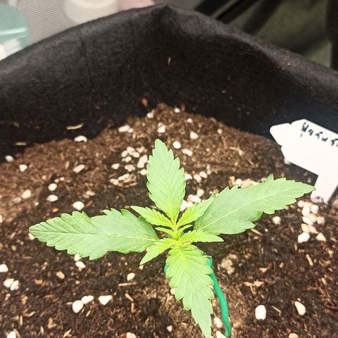 Gorilla Punch Auto growlog timeline photo