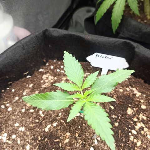 Gorilla Punch Auto growlog timeline photo