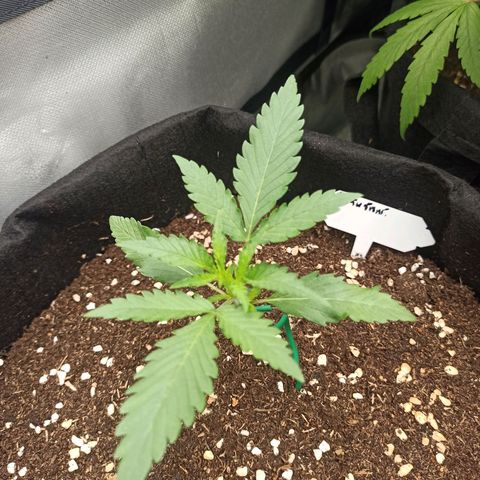 Gorilla Punch Auto growlog timeline photo