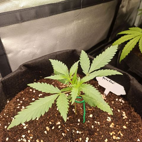 Gorilla Punch Auto growlog timeline photo