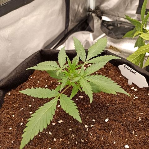 Gorilla Punch Auto growlog timeline photo