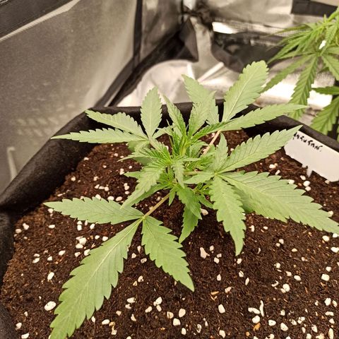 Gorilla Punch Auto growlog timeline photo