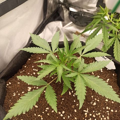 Gorilla Punch Auto growlog timeline photo