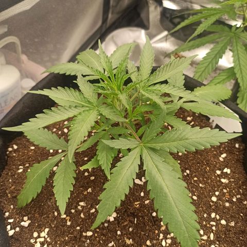 Gorilla Punch Auto growlog timeline photo