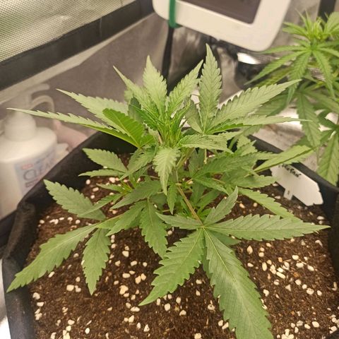 Gorilla Punch Auto growlog timeline photo