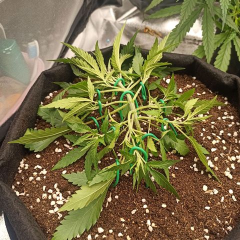 Gorilla Punch Auto growlog timeline photo