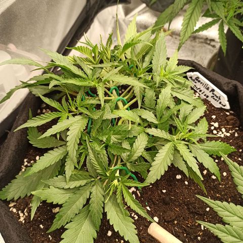 Gorilla Punch Auto growlog timeline photo