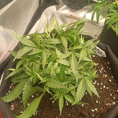 Gorilla Punch Auto growlog timeline photo