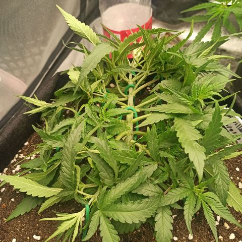 Gorilla Punch Auto growlog timeline photo