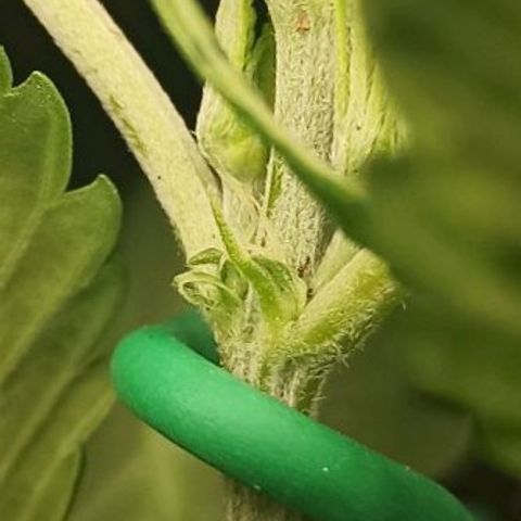 Gorilla Punch Auto growlog timeline photo