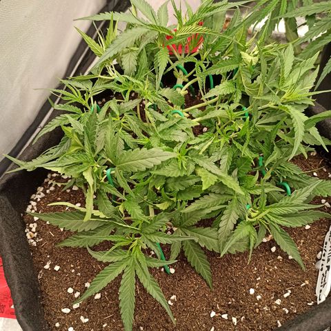 Gorilla Punch Auto growlog timeline photo