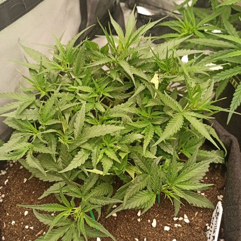 Gorilla Punch Auto growlog timeline photo