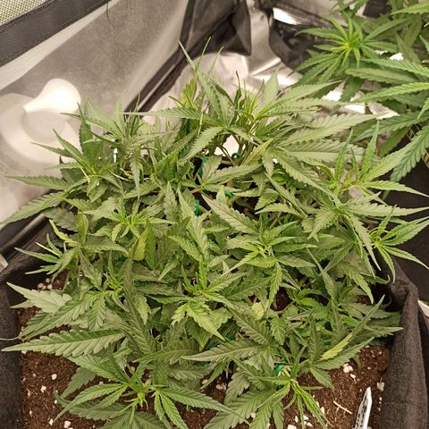 Gorilla Punch Auto growlog timeline photo