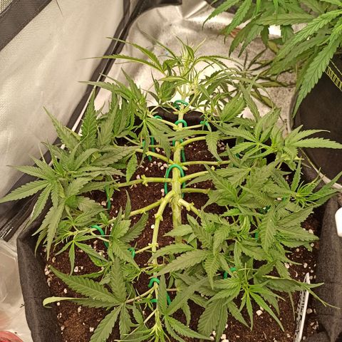 Gorilla Punch Auto growlog timeline photo