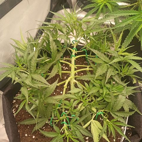 Gorilla Punch Auto growlog timeline photo