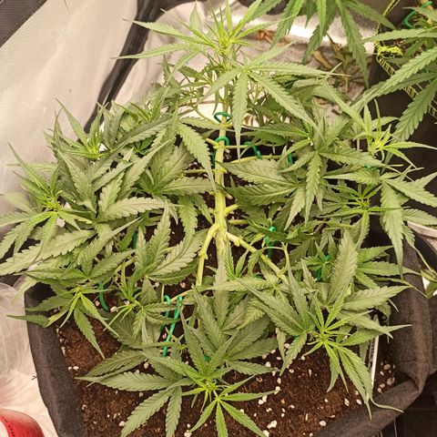 Gorilla Punch Auto growlog timeline photo