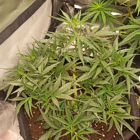 Gorilla Punch Auto growlog timeline photo