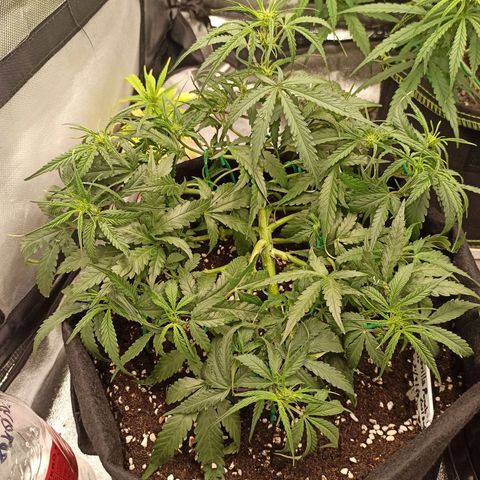 Gorilla Punch Auto growlog timeline photo