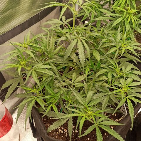 Gorilla Punch Auto growlog timeline photo