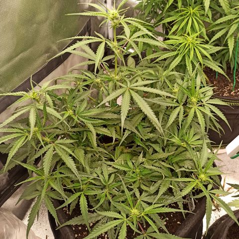 Gorilla Punch Auto growlog timeline photo
