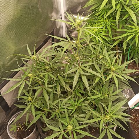 Gorilla Punch Auto growlog timeline photo