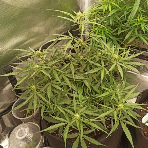 Gorilla Punch Auto growlog timeline photo