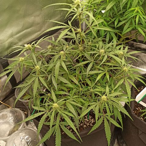 Gorilla Punch Auto growlog photo: ใส่น้ำหมักผลไม้ 5 ml