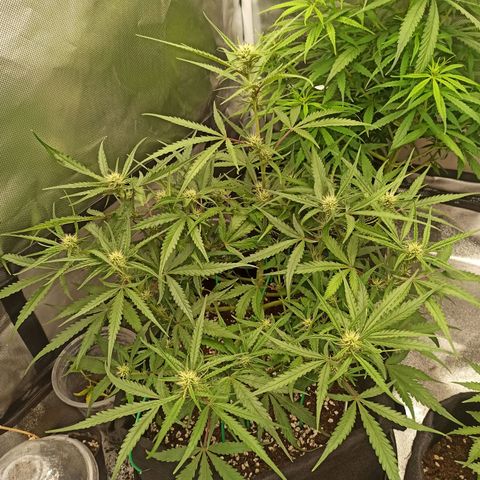 Gorilla Punch Auto growlog timeline photo