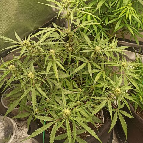Gorilla Punch Auto growlog timeline photo