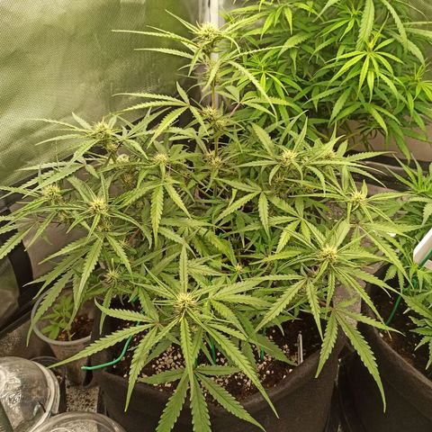 Gorilla Punch Auto growlog timeline photo