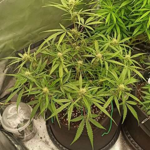 Gorilla Punch Auto growlog timeline photo