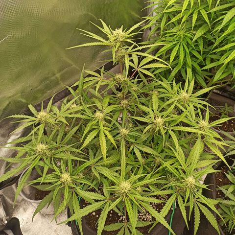 Gorilla Punch Auto growlog timeline photo