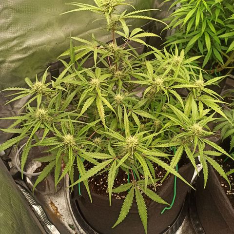 Gorilla Punch Auto growlog timeline photo