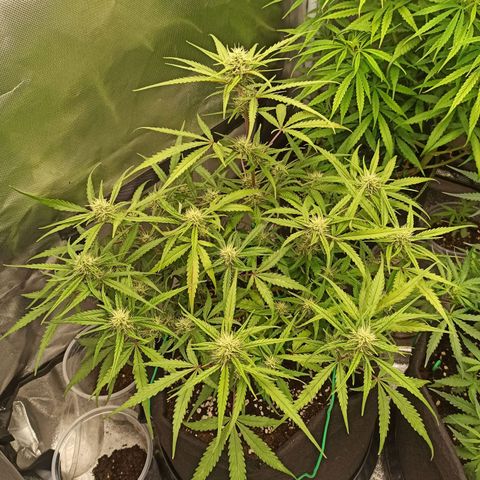 Gorilla Punch Auto growlog timeline photo